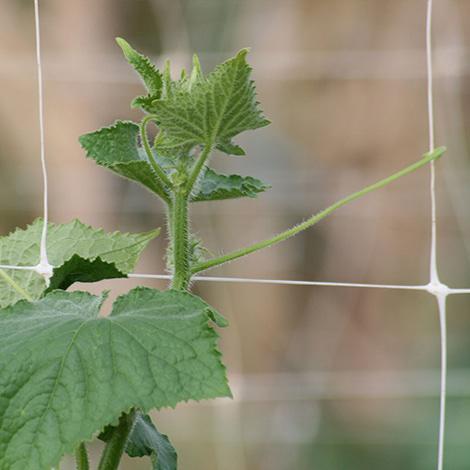 Scrog Net - Screen of Green