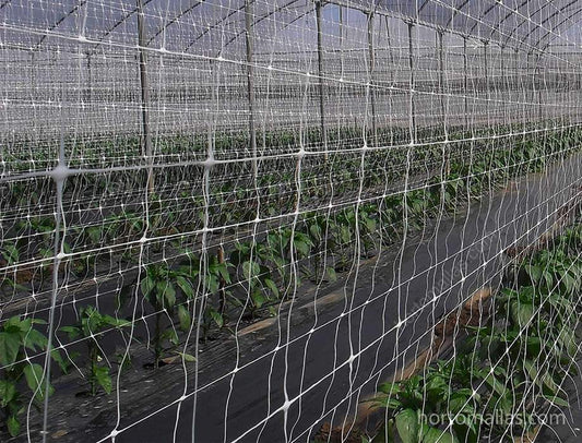 Scrog Net - Screen of Green